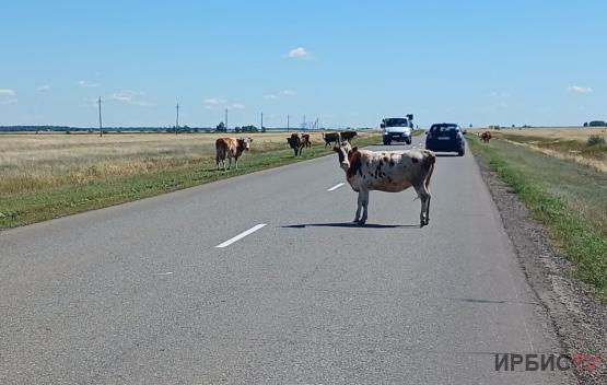 Штраф в 11 тысяч тенге получил владелец коров, бродящих по трассе в Павлодарской области